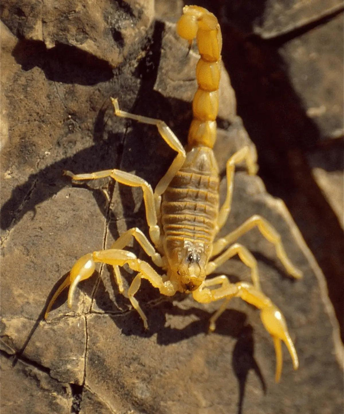 Yellow scorpion with pincers and curved tail on rocky surface - pay attention during hikes.