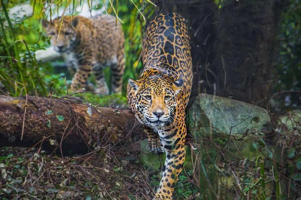 Jaguar with distinctive spotted coat prowls through Amazon’s dense vegetation in the emerald belt.