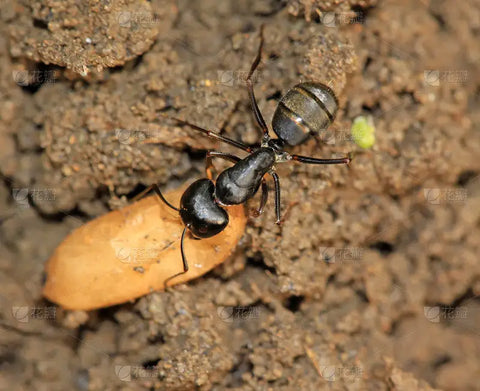 Useful! 10 ways to prevent and deal with common insects on outdoor hiking