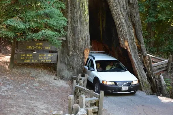 Exploring the Majestic Redwoods of California: A Journey into Ancient Forests