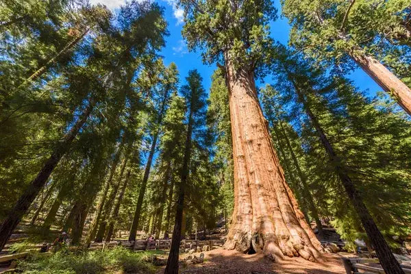 Exploring the Majestic Redwoods of California: A Journey into Ancient Forests