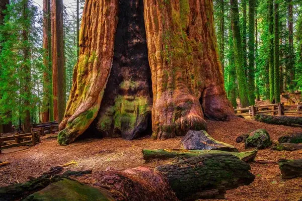 Exploring the Enchanting Redwoods of Northern California: Giants Among