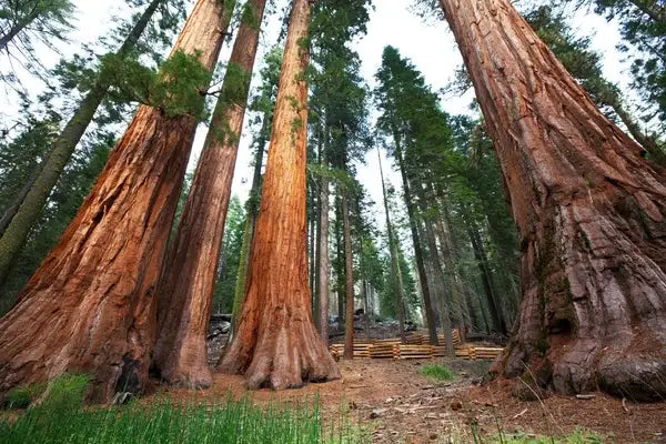 Exploring the Majestic Redwoods of California: A Journey into Ancient Forests