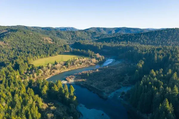 Exploring the Enchanting Redwoods of Northern California: Giants Among