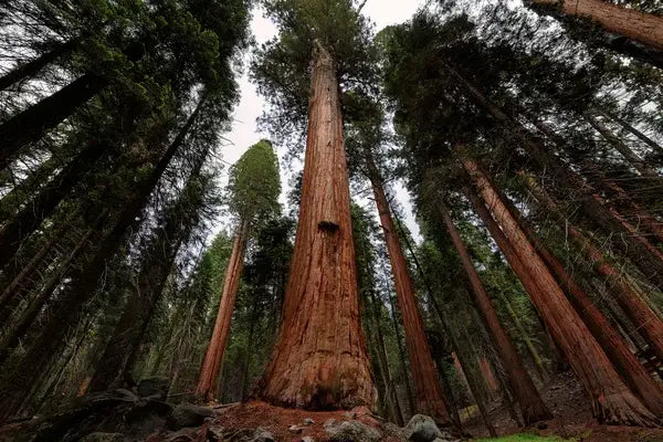 Exploring the Enchanting Redwoods of Northern California: Giants Among